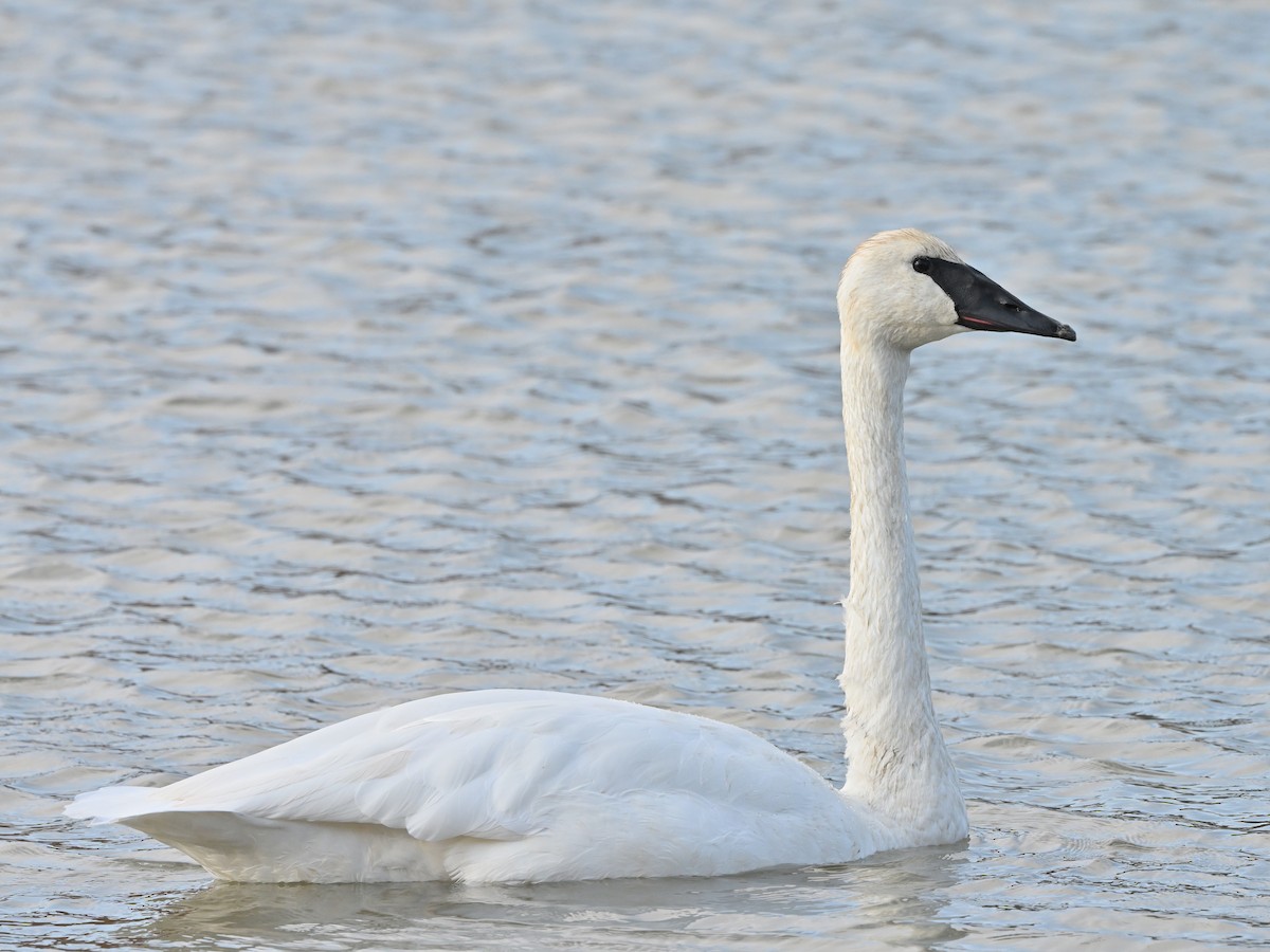 Cygne trompette - ML644718981