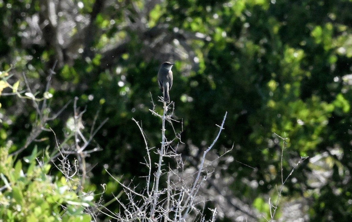 Moucherolle phébi - ML644718982