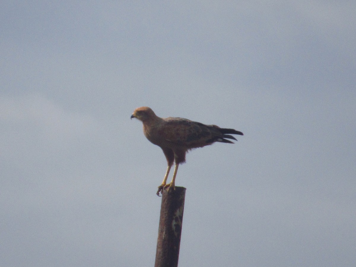 Buse roussâtre - ML644718983