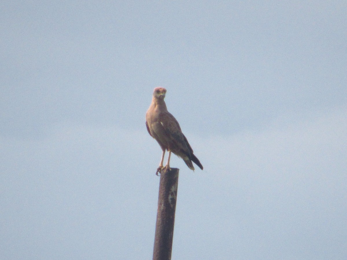 Buse roussâtre - ML644718984