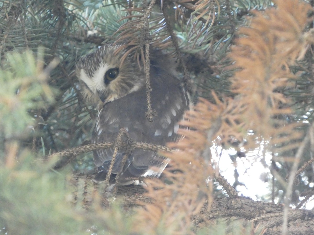 Petite Nyctale - ML644718987