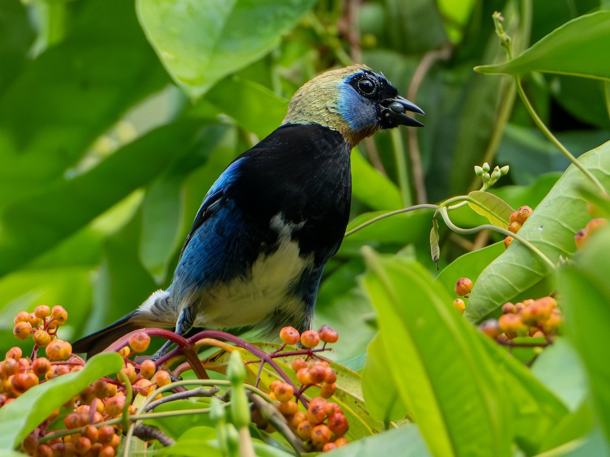Calliste à coiffe d'or - ML644718993