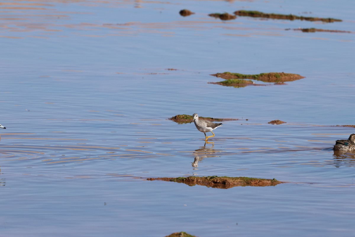 Grand Chevalier - ML644718994