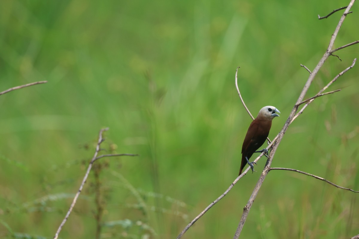 Capucin à tête blanche - ML644718995
