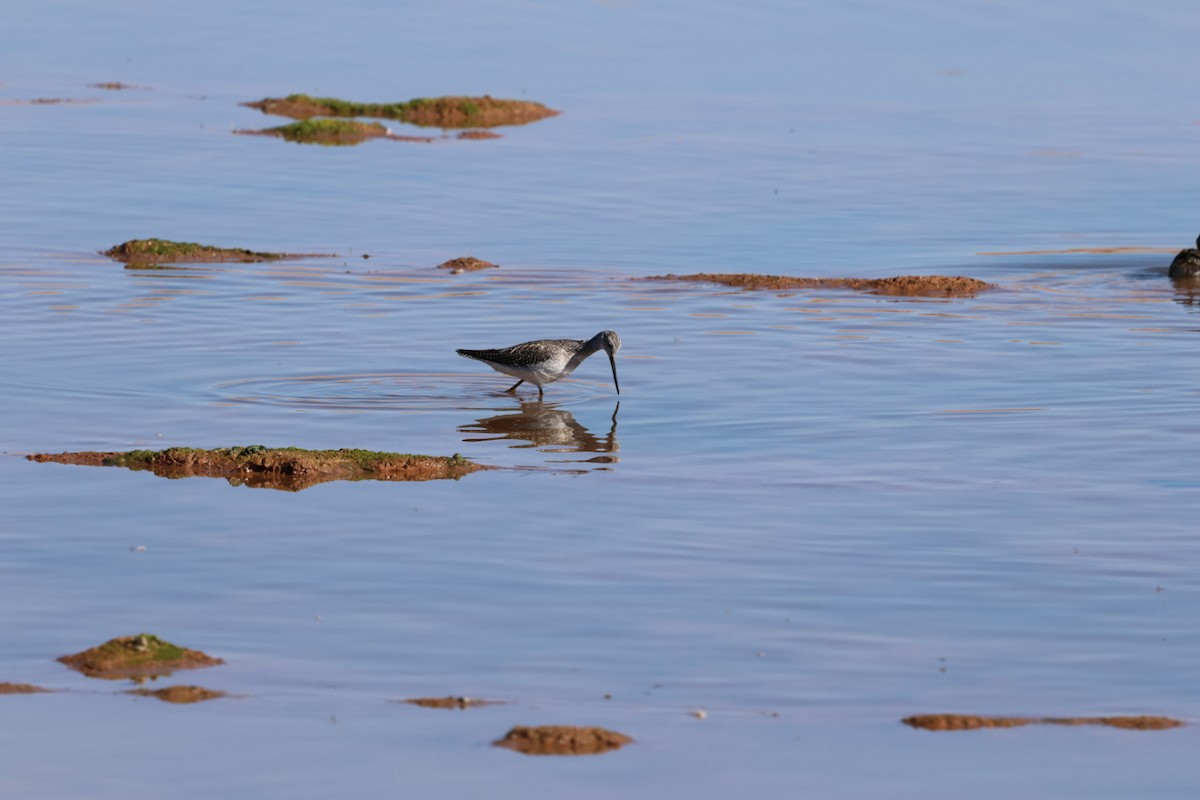 Grand Chevalier - ML644718996