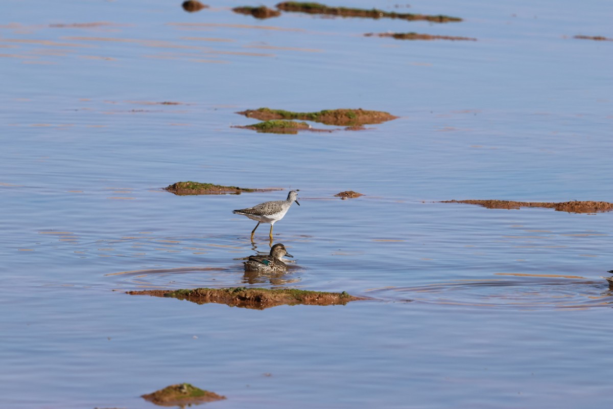 Grand Chevalier - ML644718997