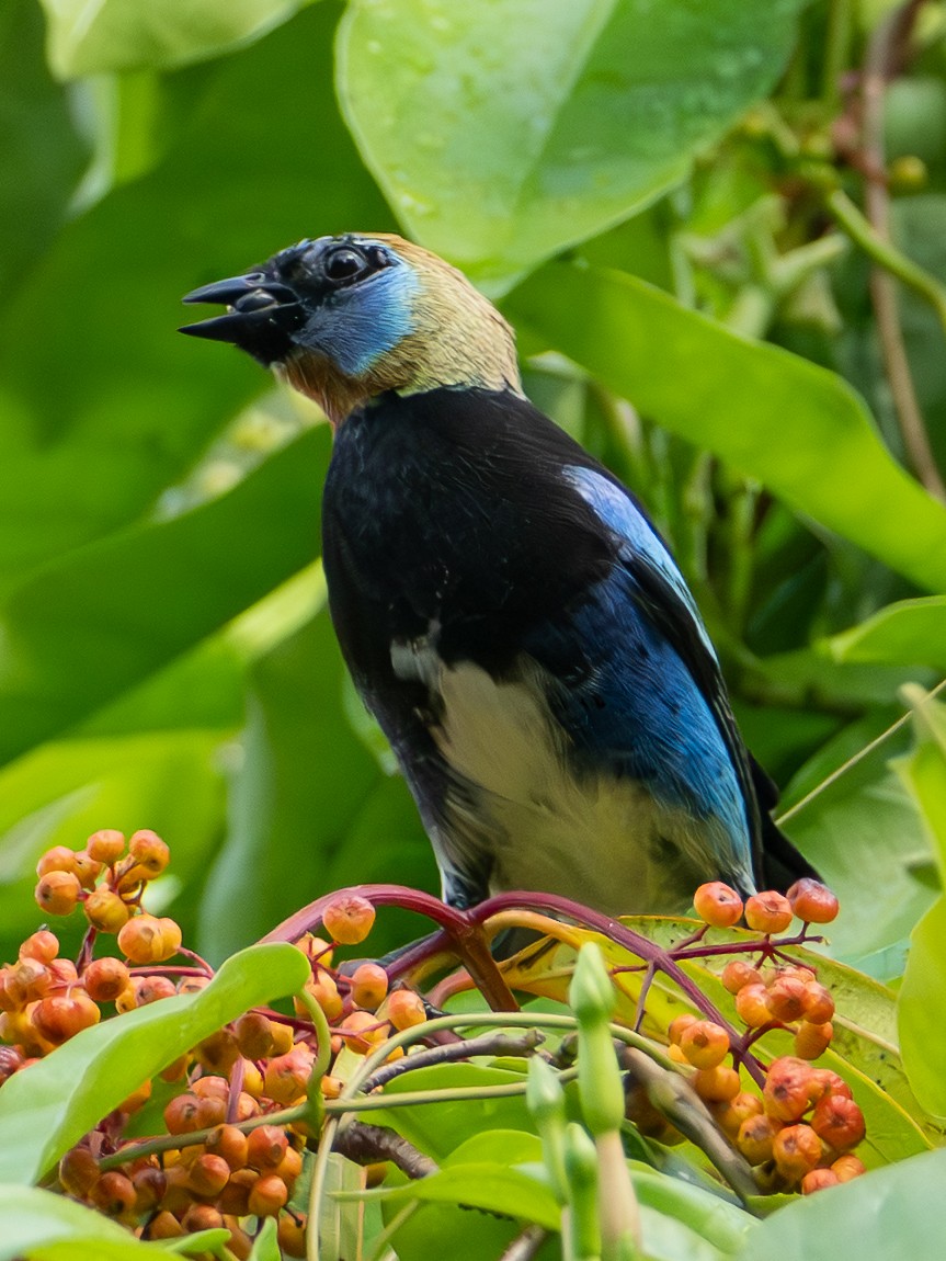 Calliste à coiffe d'or - ML644718998