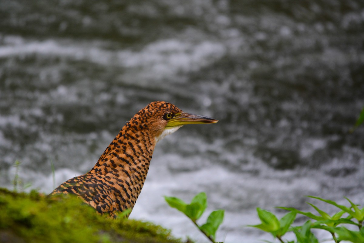 Onoré fascié - ML644718999