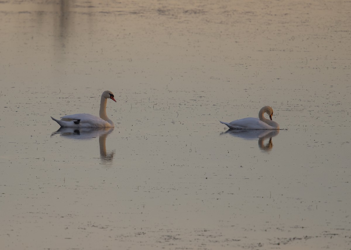 Cygne tuberculé - ML644719000