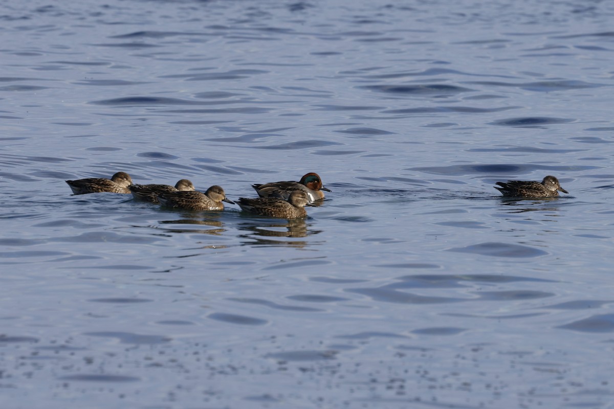 Sarcelle d'hiver - ML644719002