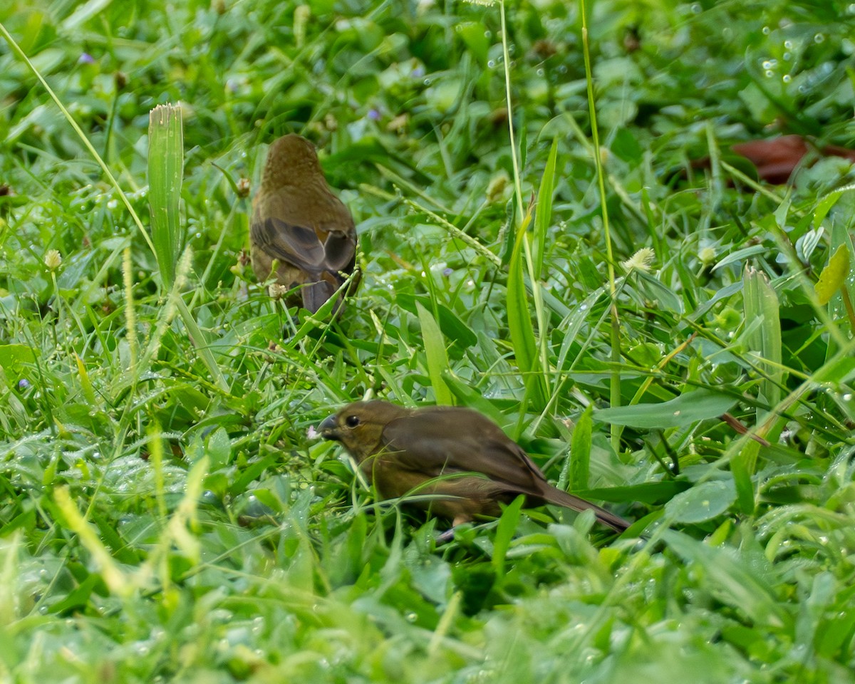 Sporophile variable - ML644719003