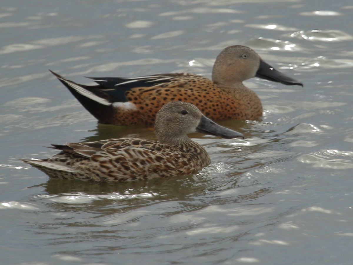 Red Shoveler - ML644719004