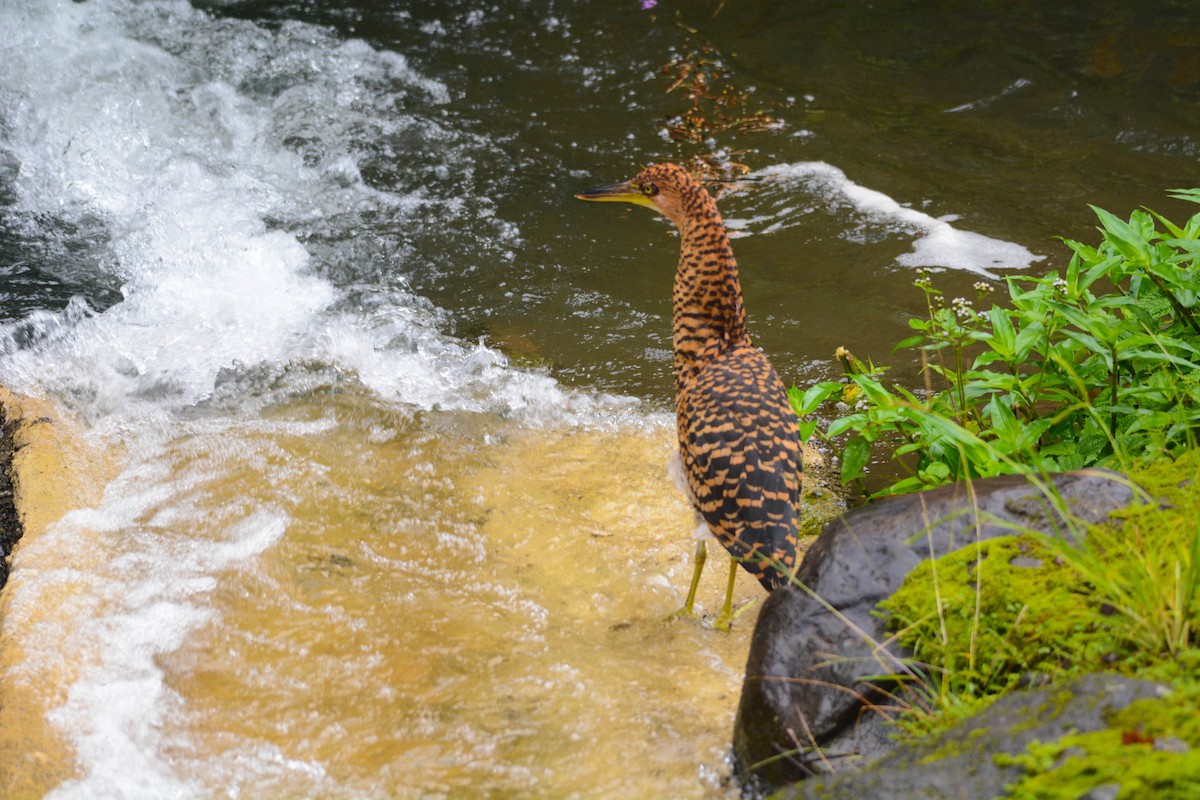 Onoré fascié - ML644719005