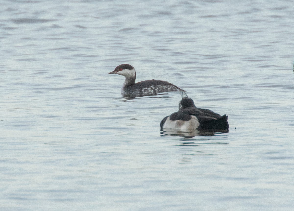 ミミカイツブリ - ML644719020