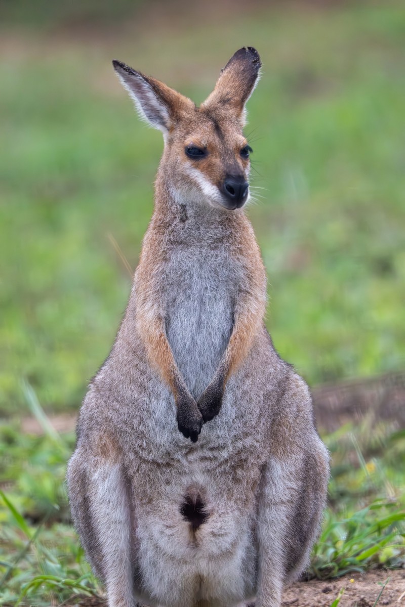 Red-necked Wallaby - ML644719031