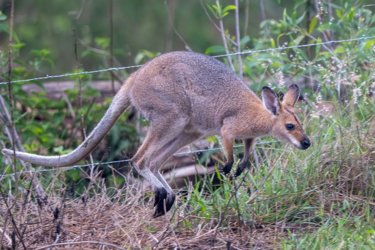 Red-necked Wallaby - ML644719034
