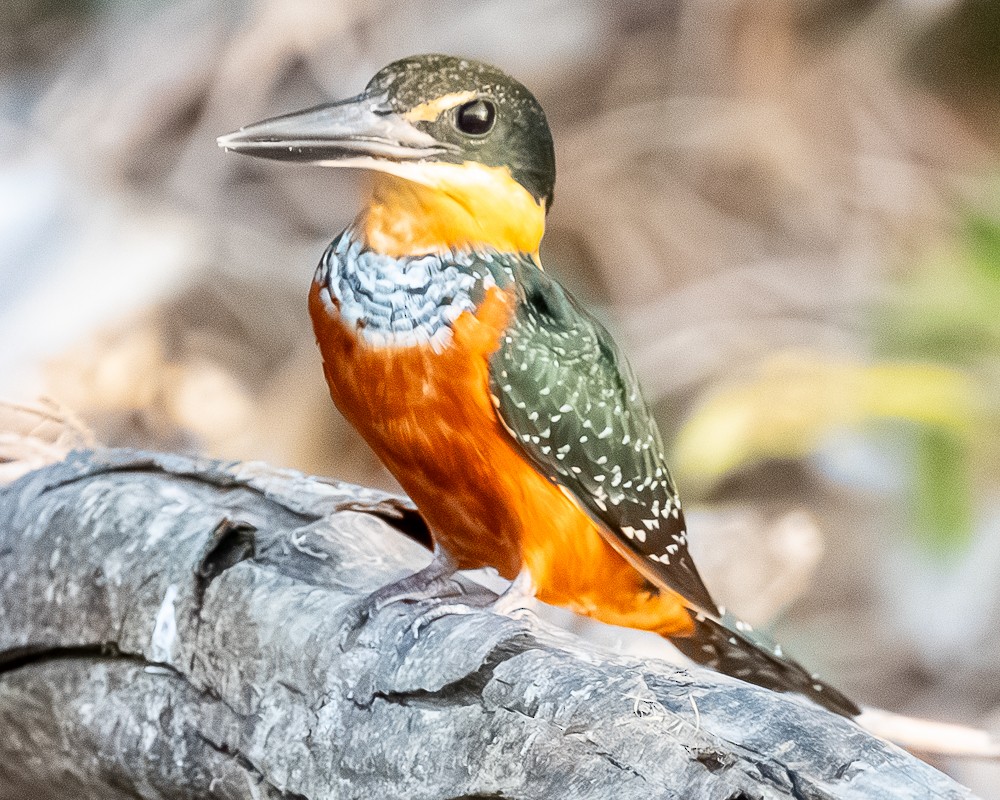 Green-and-rufous Kingfisher - ML644719036
