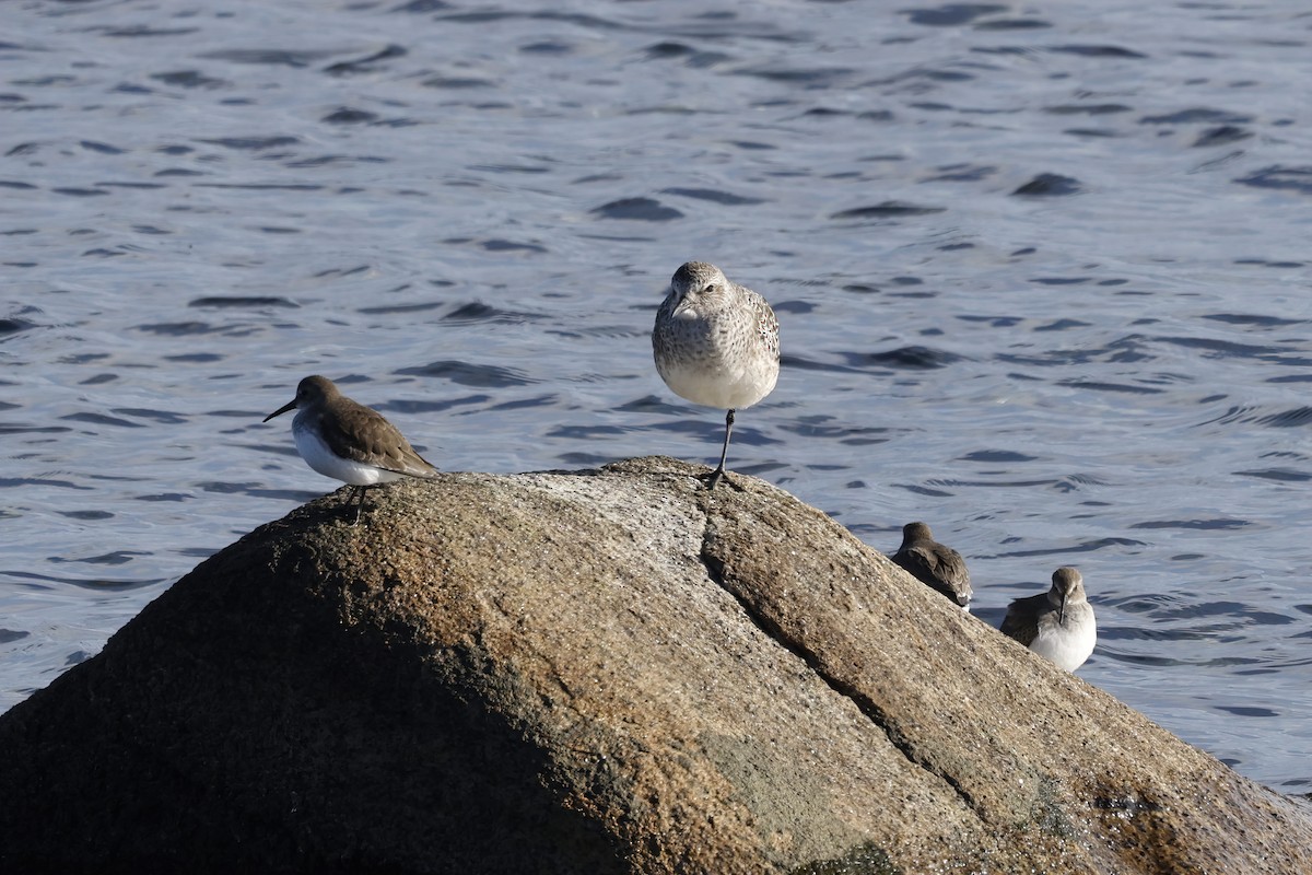 Dunlin - ML644719037