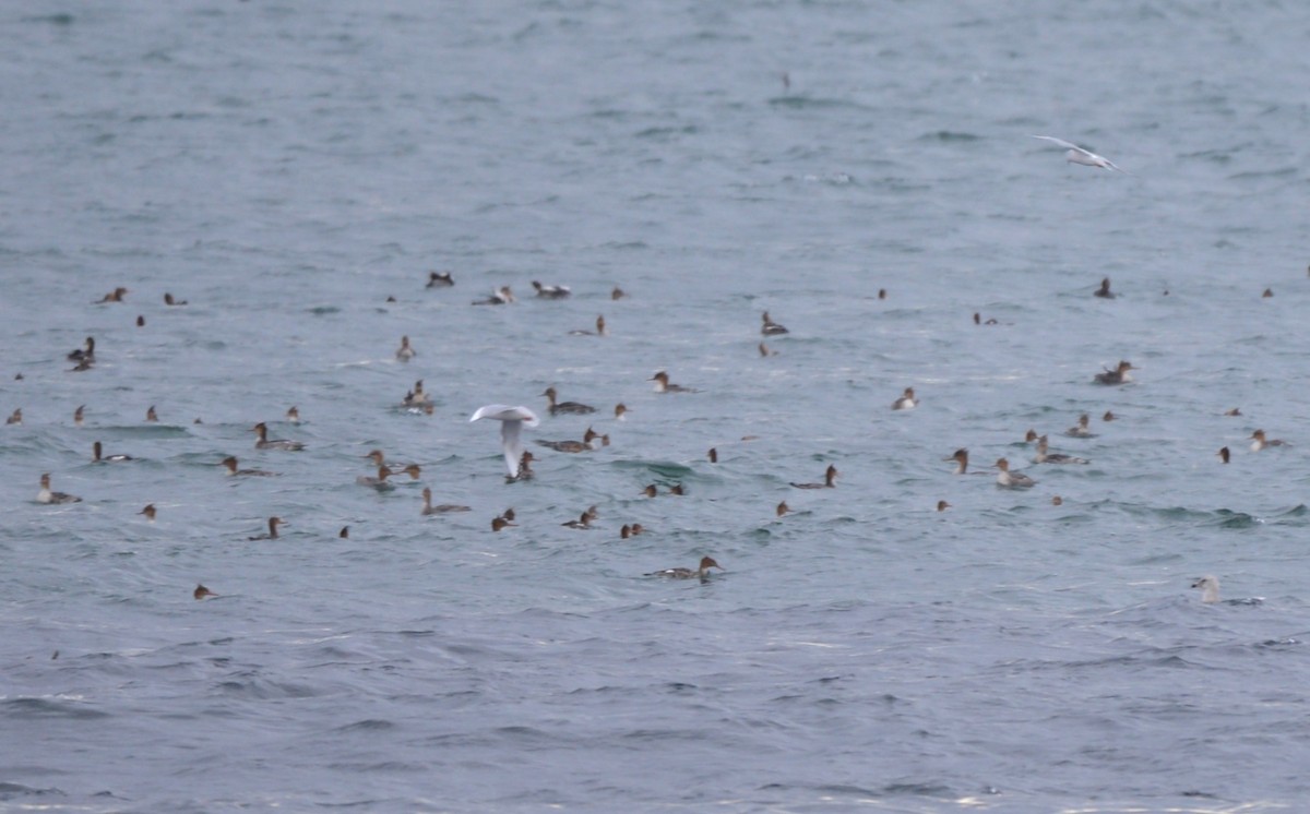 Red-breasted Merganser - ML644719047