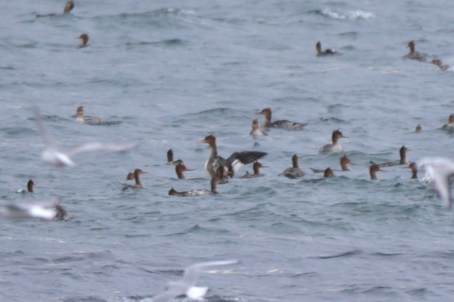 Red-breasted Merganser - ML644719048
