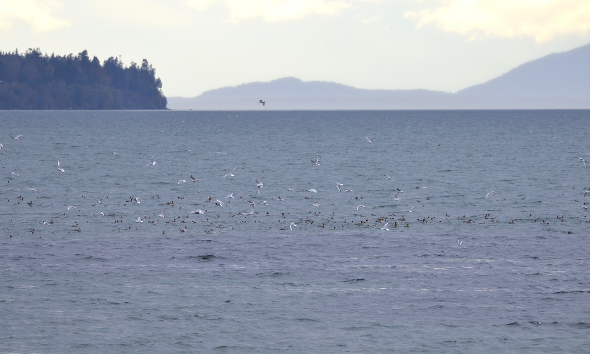 Red-breasted Merganser - ML644719049