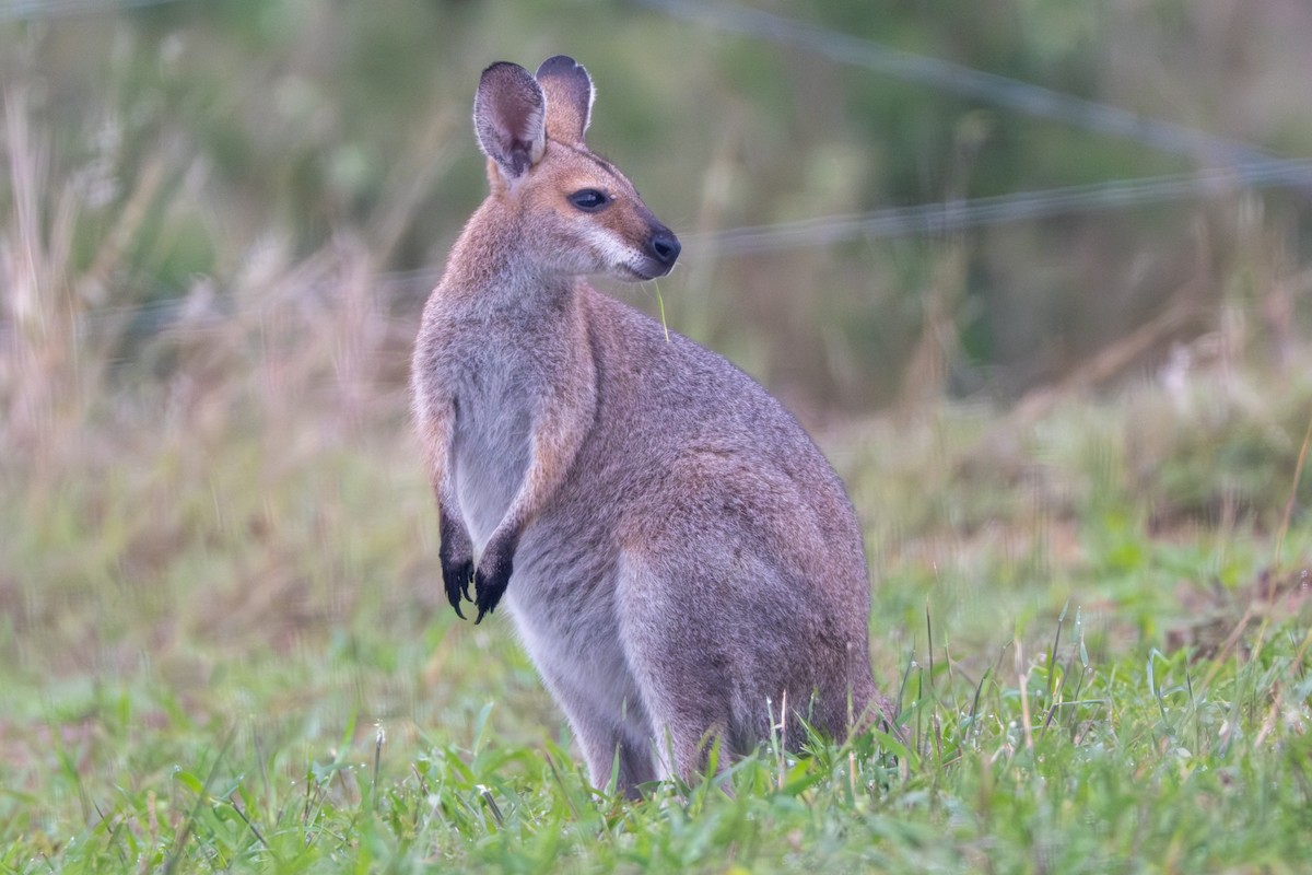Red-necked Wallaby - ML644719054