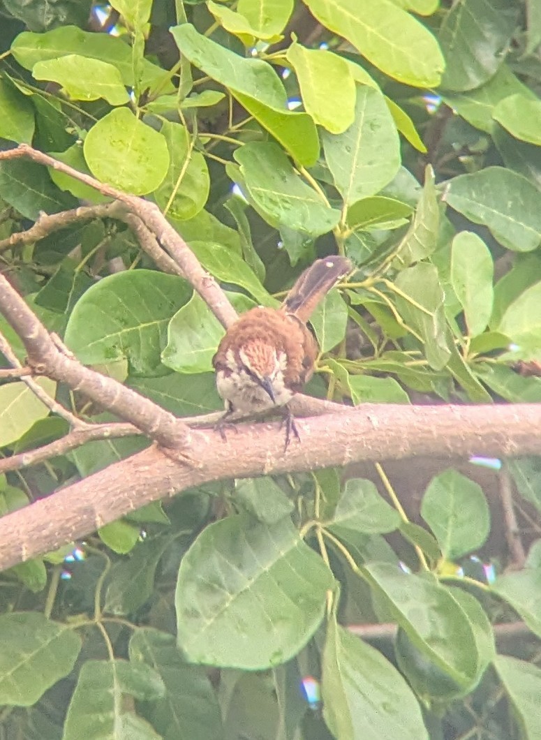 Brauenzaunkönig - ML644719056