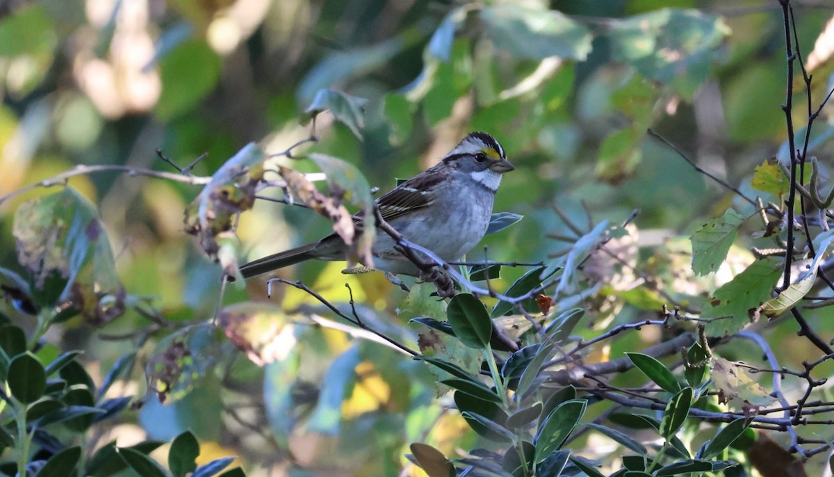 Weißkehlammer - ML644719059