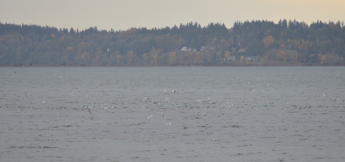 Mittelsäger - ML644719060