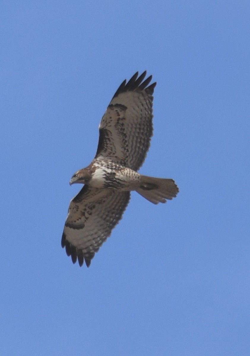 Rotschwanzbussard - ML644719062