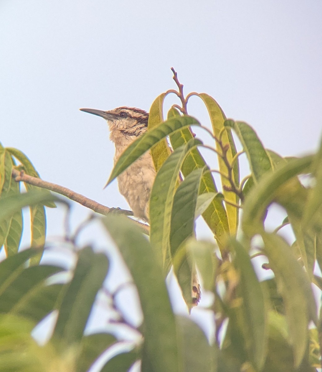 Brauenzaunkönig - ML644719063