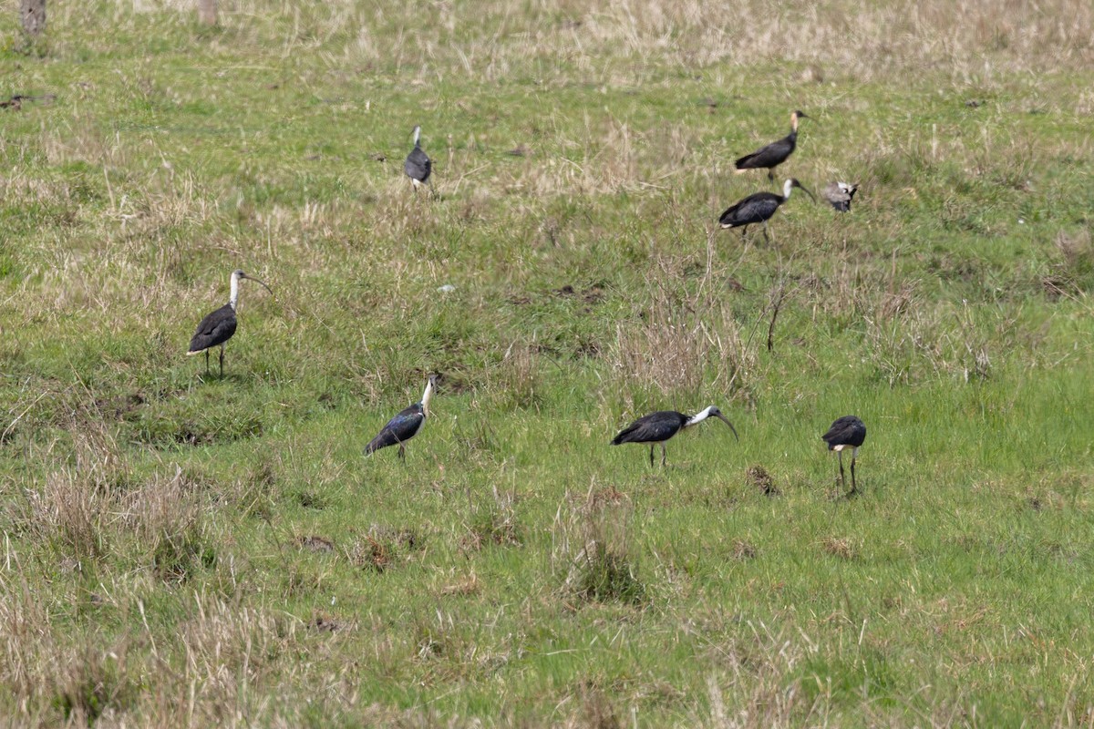 Stachelibis - ML644719064