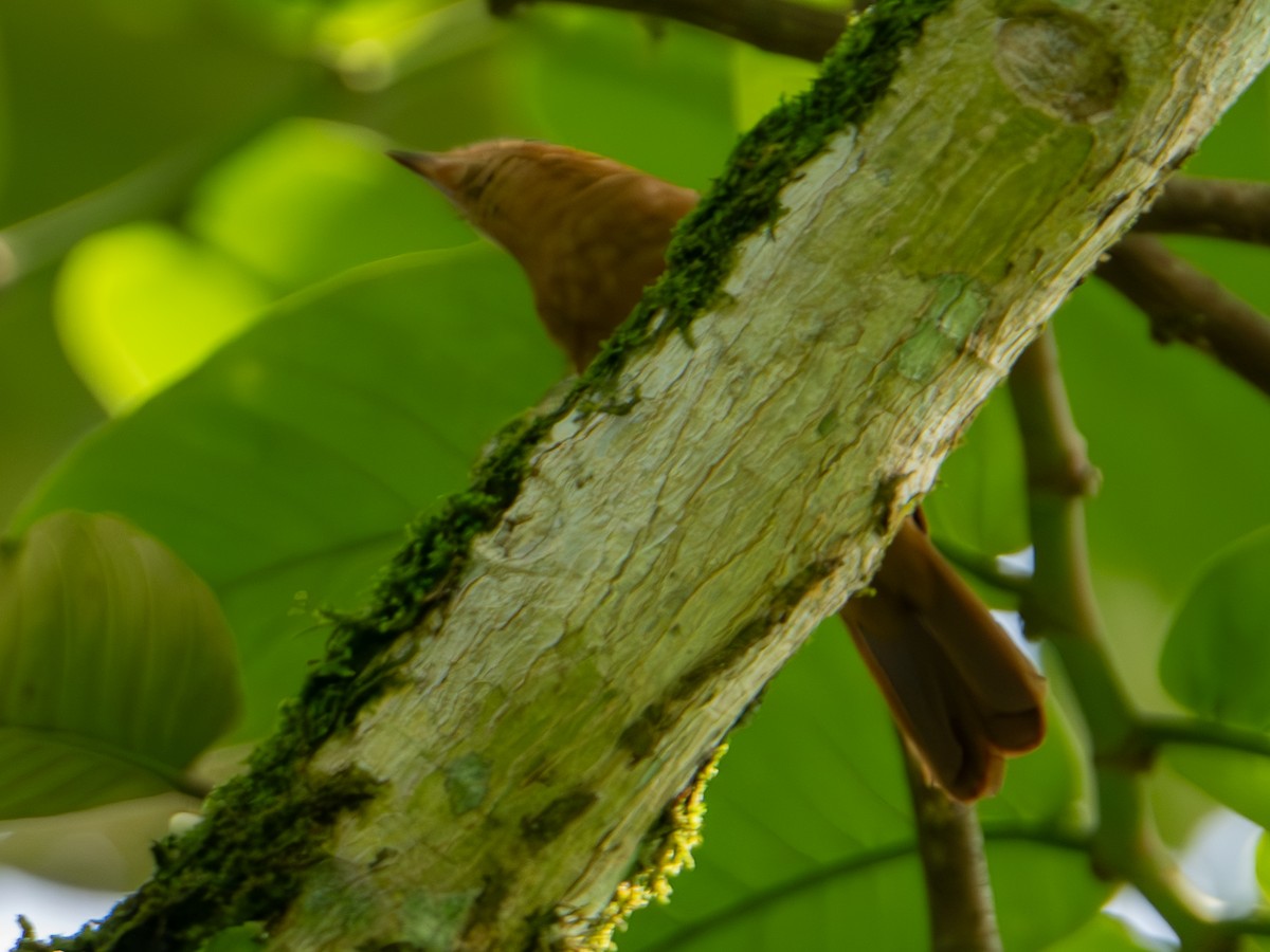 Zimtschmucktyrann - ML644719065