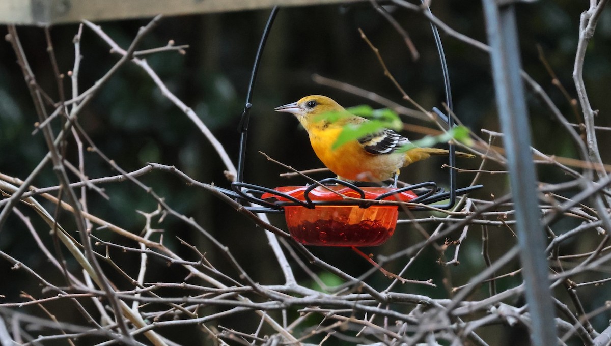 Baltimoretrupial - ML644719066