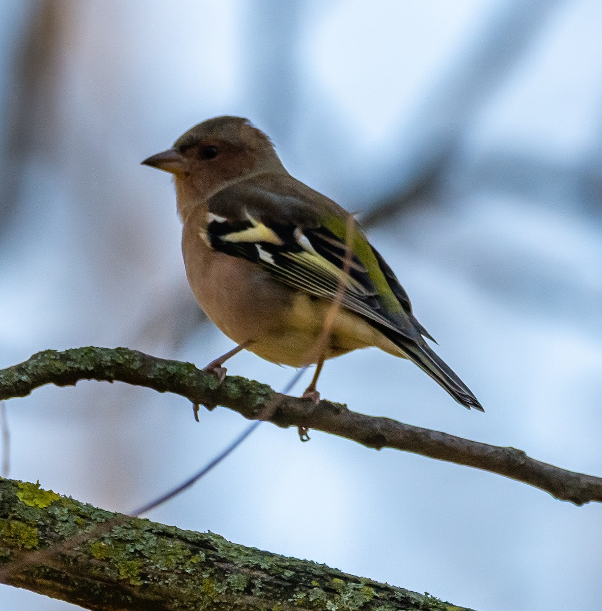 Buchfink - ML644719068