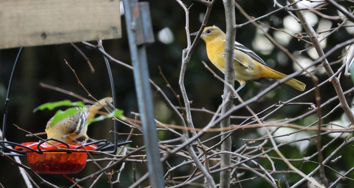 Baltimoretrupial - ML644719069