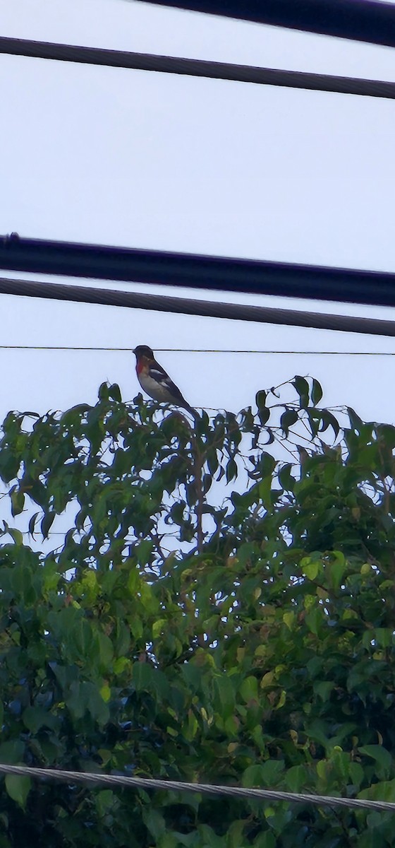 Rosenbrust-Kernknacker - ML644719071