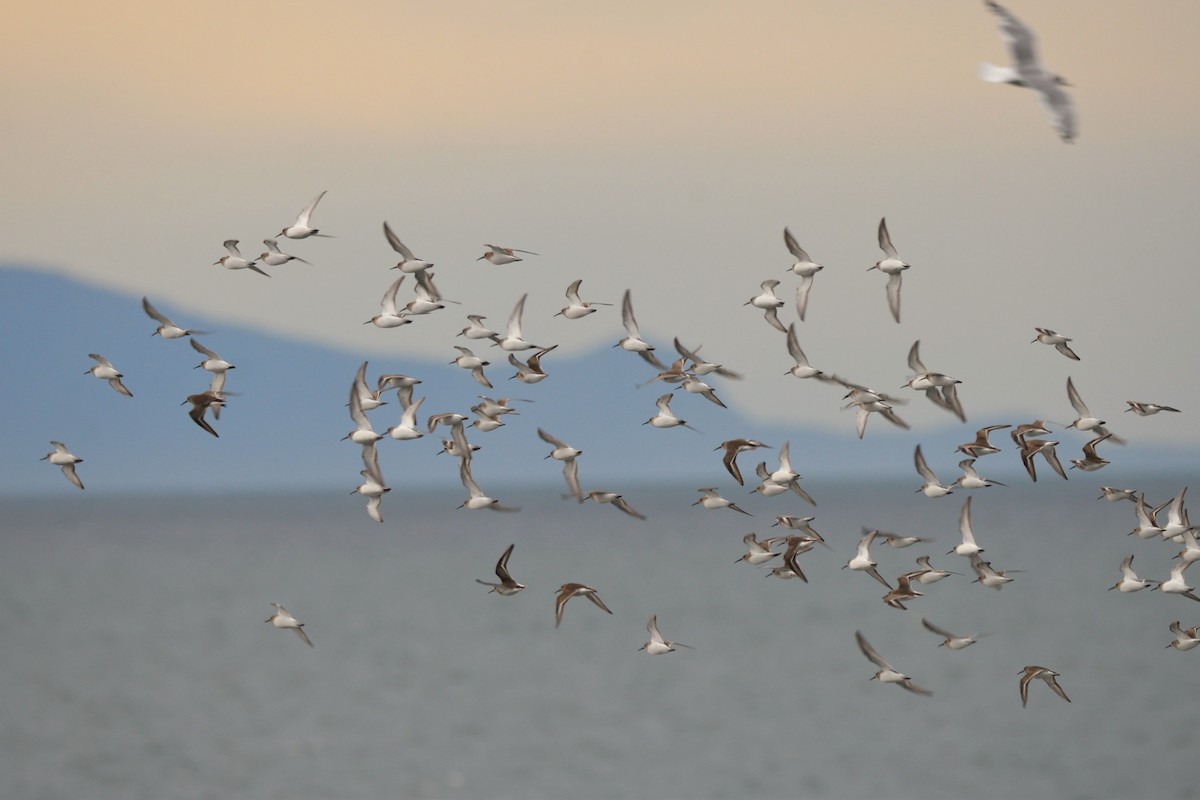 Alpenstrandläufer - ML644719072