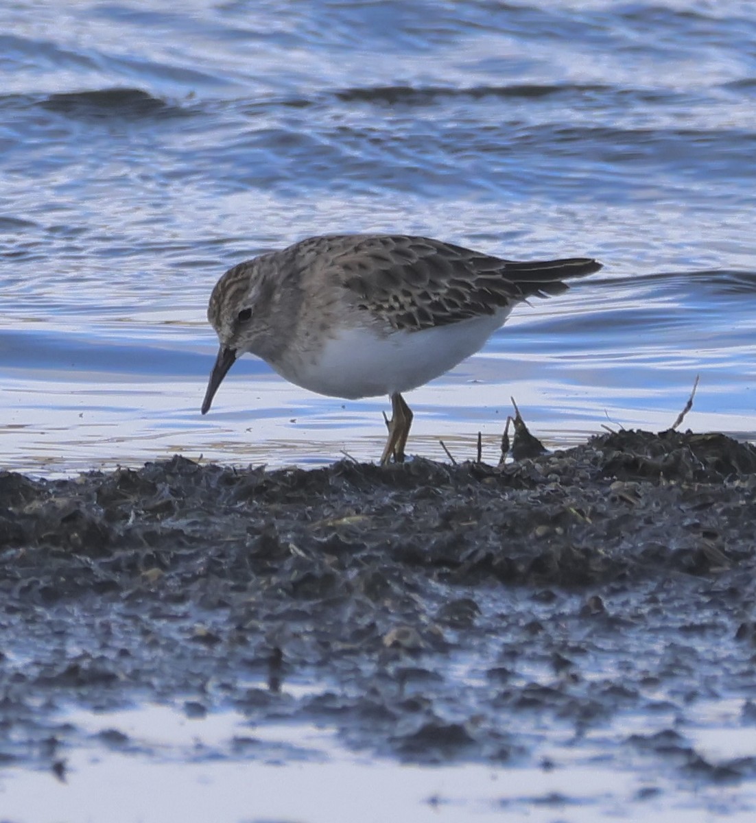 Wiesenstrandläufer - ML644719073