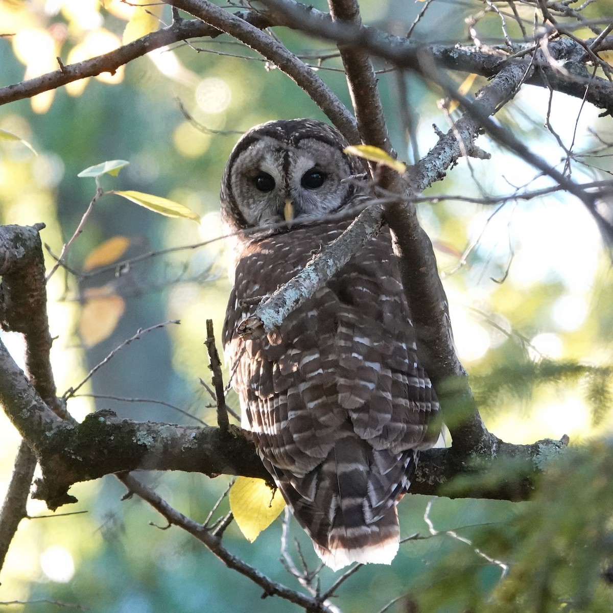 Streifenkauz - ML644719074