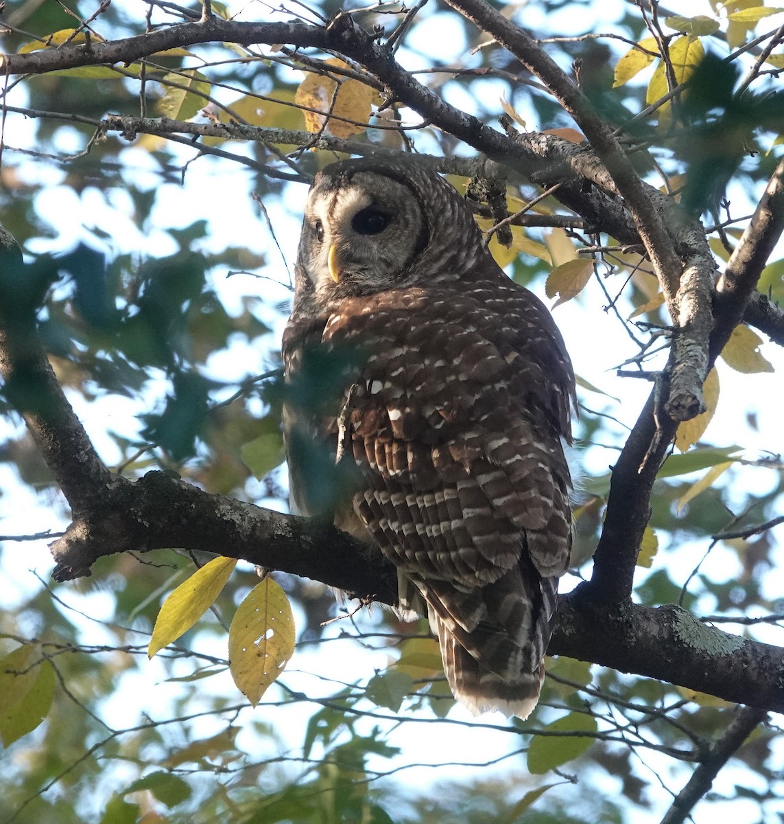 Streifenkauz - ML644719075