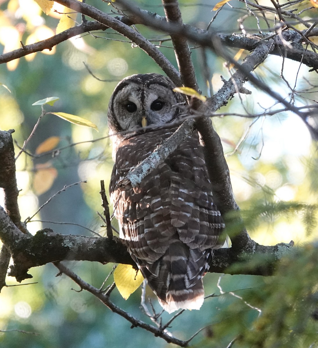 Streifenkauz - ML644719076