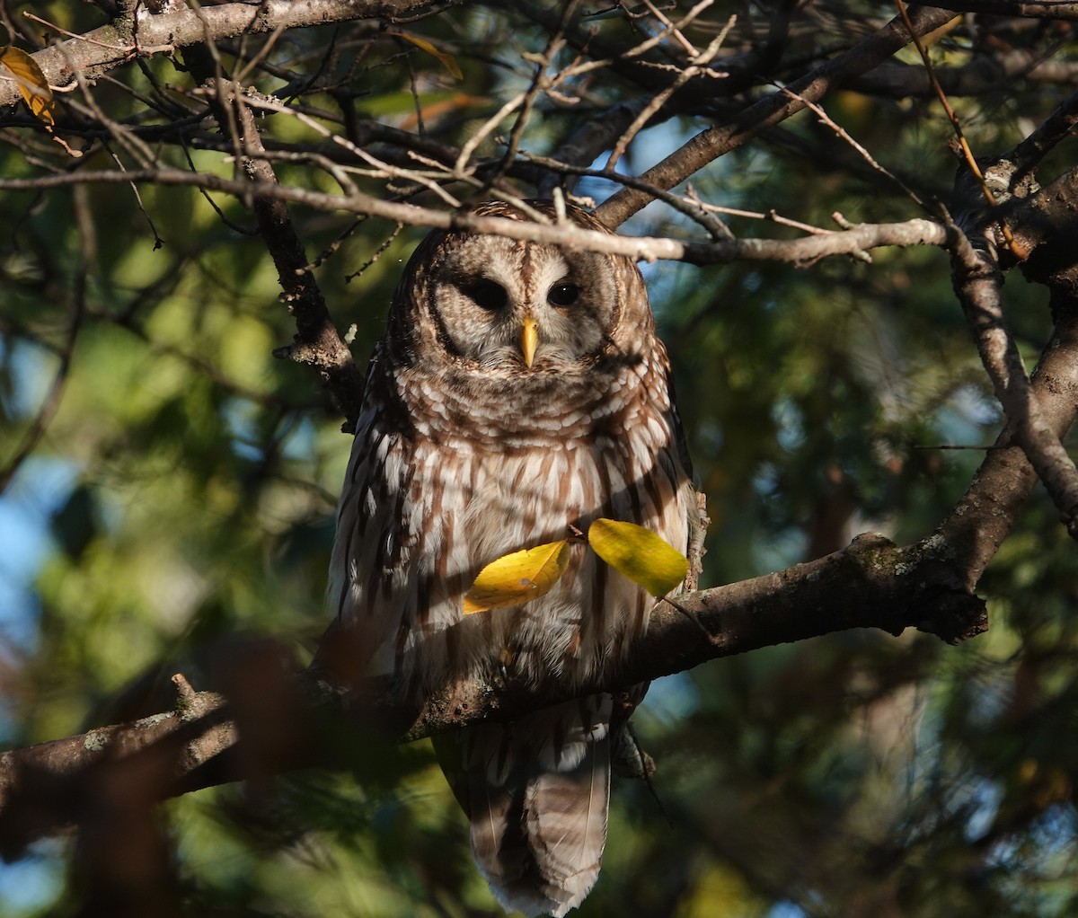 Streifenkauz - ML644719077