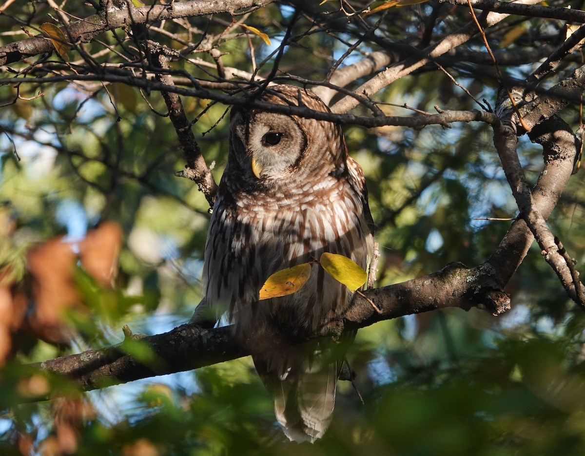 Streifenkauz - ML644719078