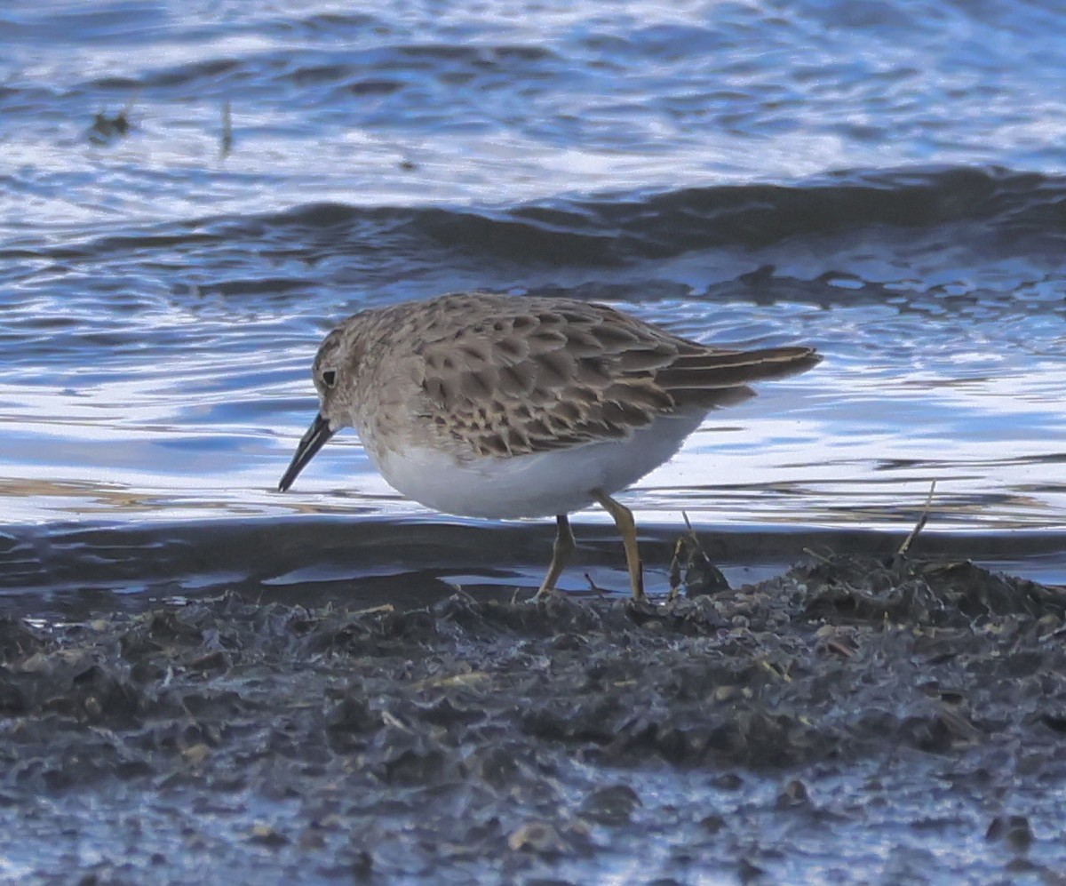 Wiesenstrandläufer - ML644719079