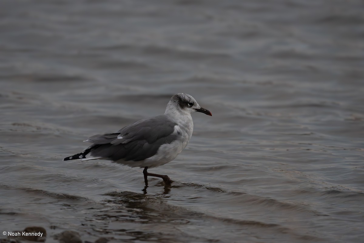 Laughing Gull - ML644719081