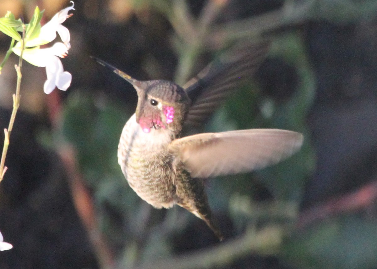 Annakolibri - ML644719082