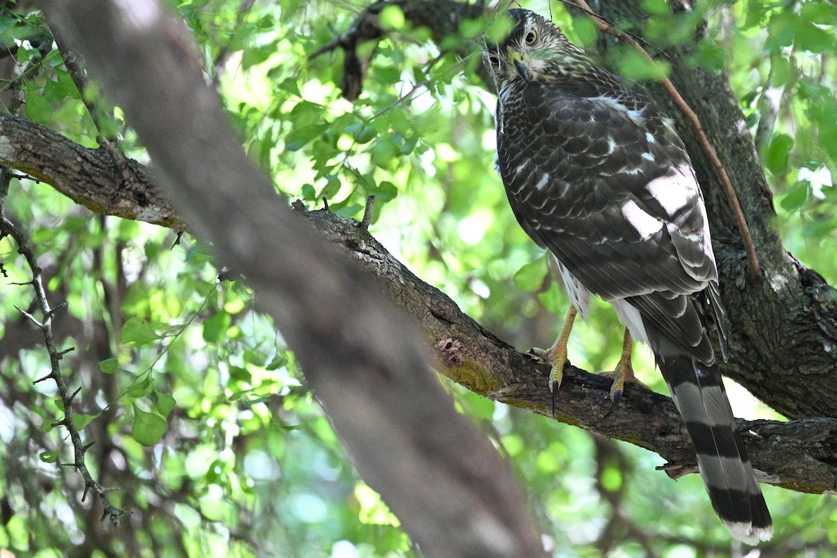 Rundschwanzhabicht - ML644719083