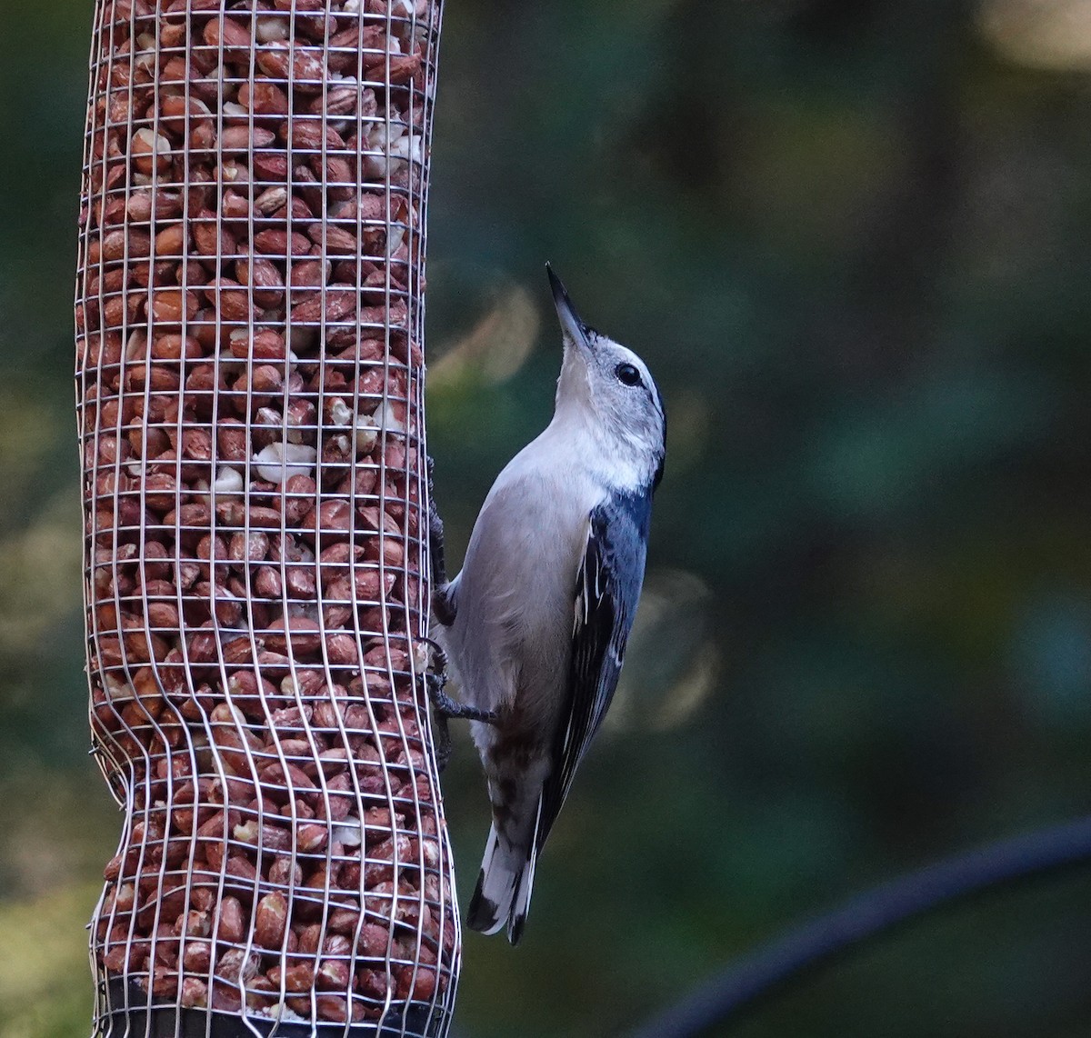 Weißbrustkleiber - ML644719084