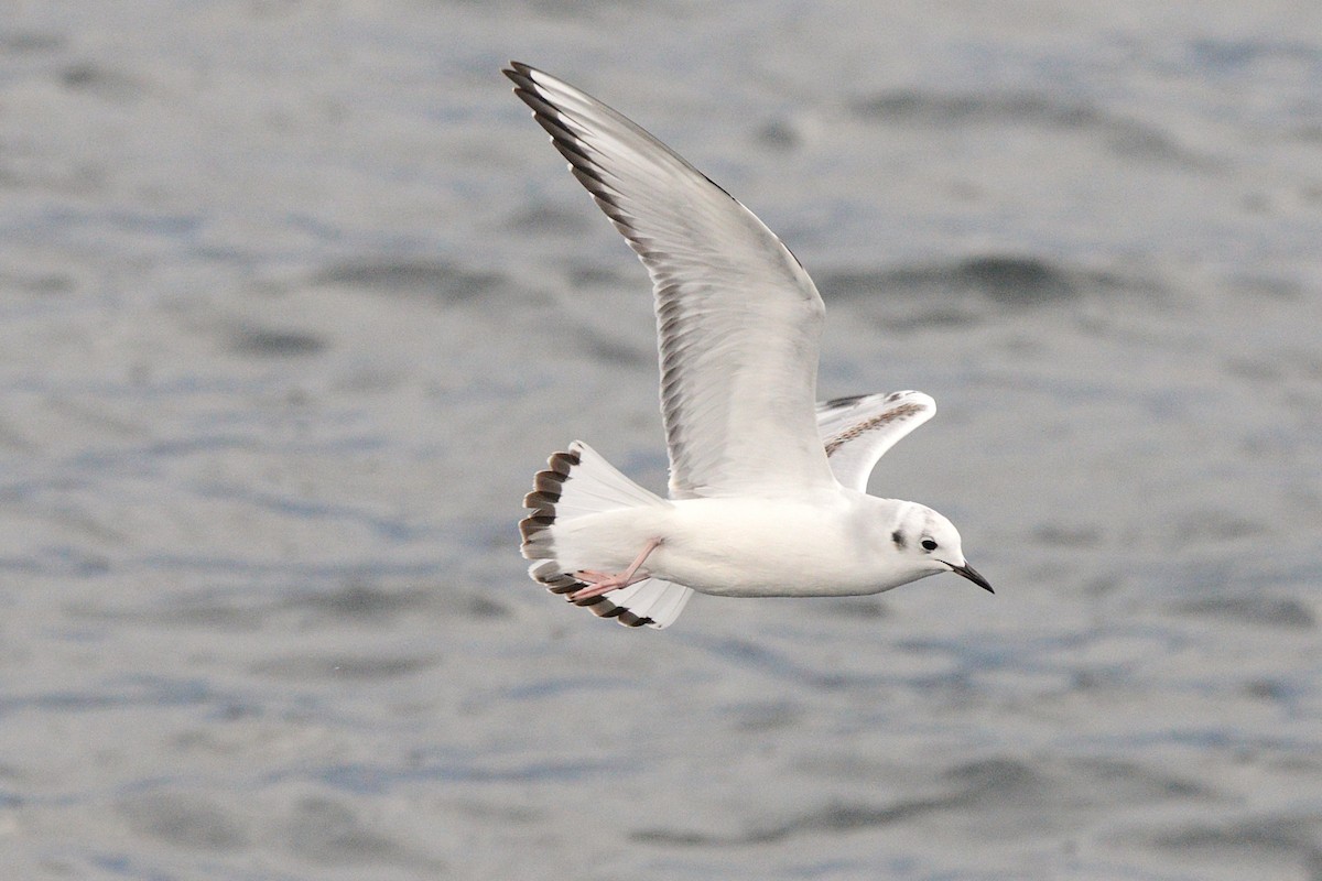 Bonapartemöwe - ML644719085